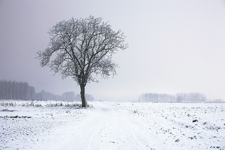 arbre, seul, nuit, neige, hiver, froide, glacées