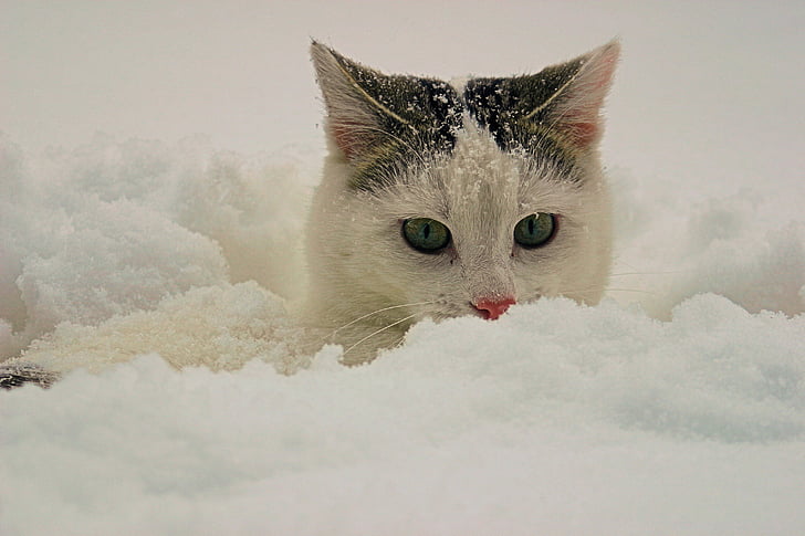 котка, сняг, животни, прах сняг, домашни любимци, домашна котка, животните