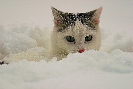katten, snø, dyr, puddersnø, kjæledyr, innenlands cat, dyr