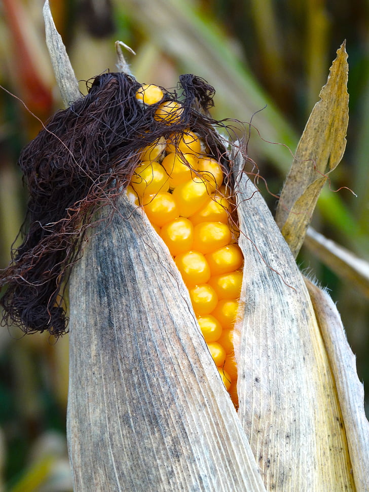 majskolv, Corn hår, majs på cob håret, hår, majs, havreväxten