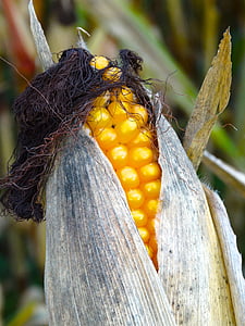 kukuruza na klip, kukuruz kose, kukuruza na klip kose, kosa, kukuruz, kukuruz biljka