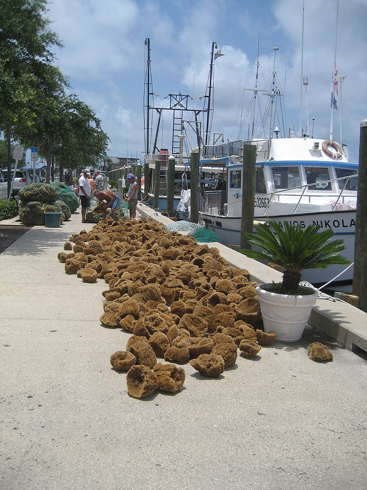 sponges, florida, sponge, port, water