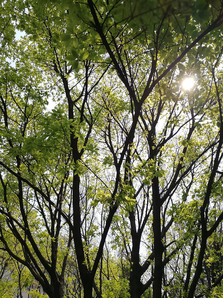 lys og skygge, Woods, grønne blade, forår