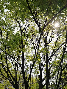 光与影, 伍兹, 绿色的叶子, 春天