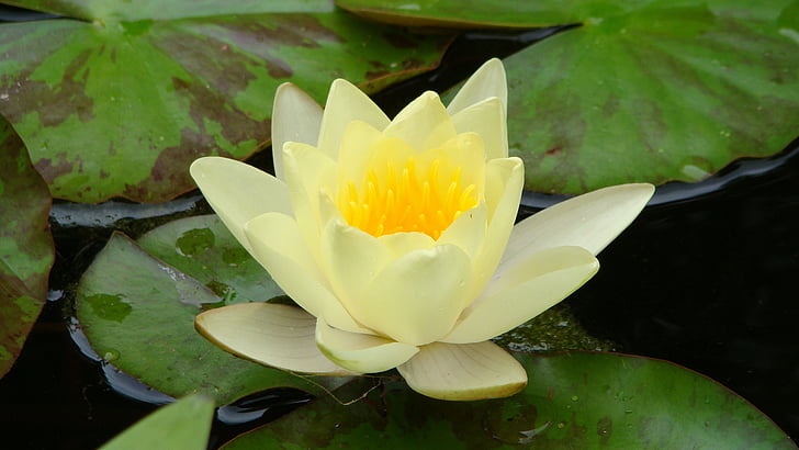 Lotus, nenúfar, lirio, flotando, floración, naturaleza, flor