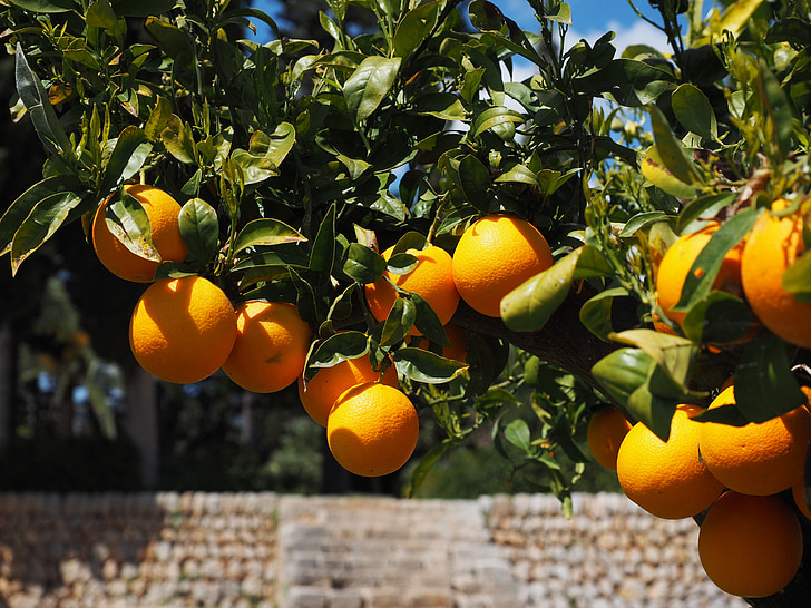 pomaranče, ovocie, Orange tree, citrusové plody, strom, listy, estetické