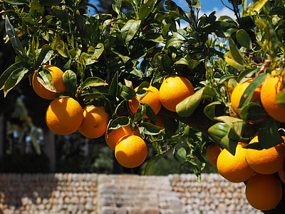 portocale, fructe, portocal, fructe citrice, copac, frunze, estetică
