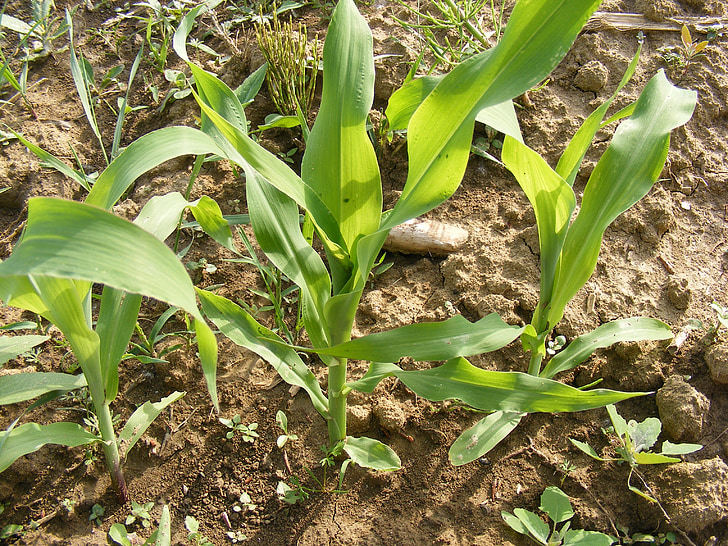 maïs, Cornfield, veld, groen, kleine, onkruid, planten
