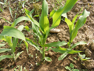 corn, cornfield, field, green, small, weeds, plants
