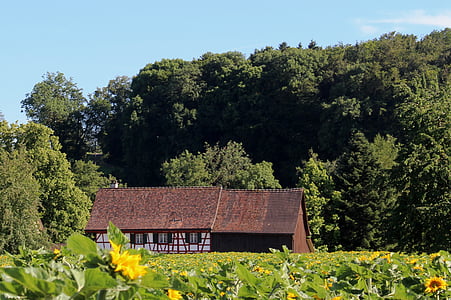 fachwerkhaus, bidang bunga matahari, alam, pemandangan, hutan, suasana hati, suasana