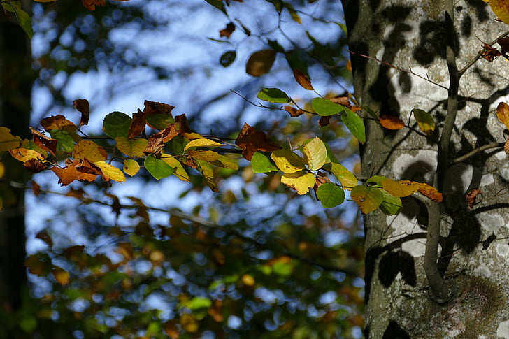 бук, Есен, гора, листа, природата, горски път, Есенна гора