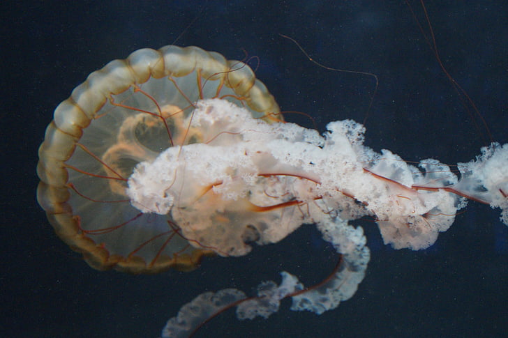 meduse, mollusco, fluorescente, reagiscono in, Acquario, acqua, animale acquatico