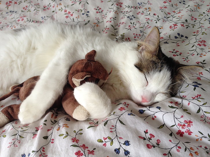 kucing, tidur, boneka mainan, pelukan, bersantai, hewan peliharaan, hewan peliharaan