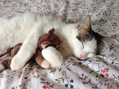 猫, 睡觉, 填充毛绒的玩具, 拥抱, 放松, 宠物, 宠物