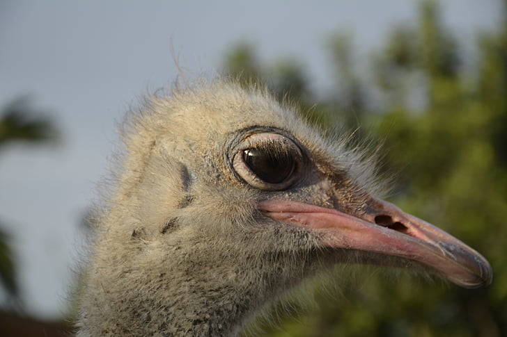 bouquet, ostrich head, bird, wildlife photography, africa, ostrich farm