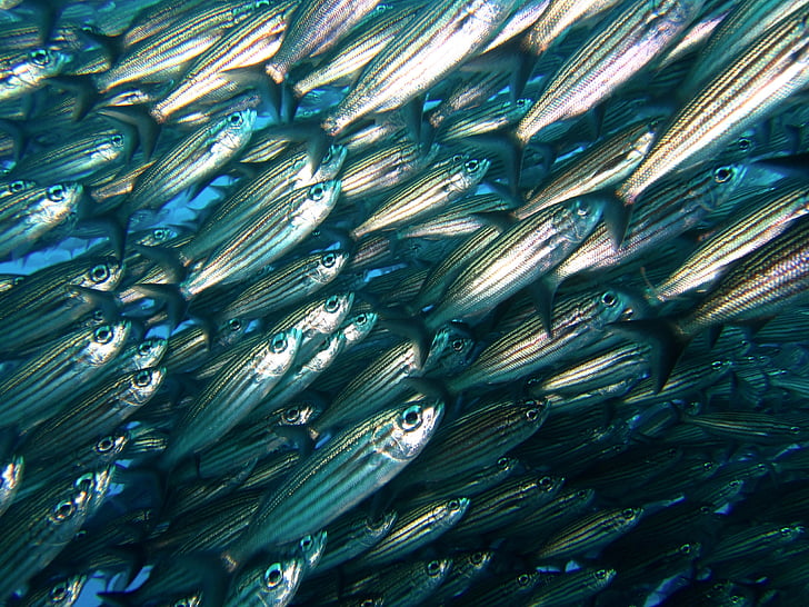 haut-fond, poisson, Galapagos, plongée sous-marine, sous l’eau