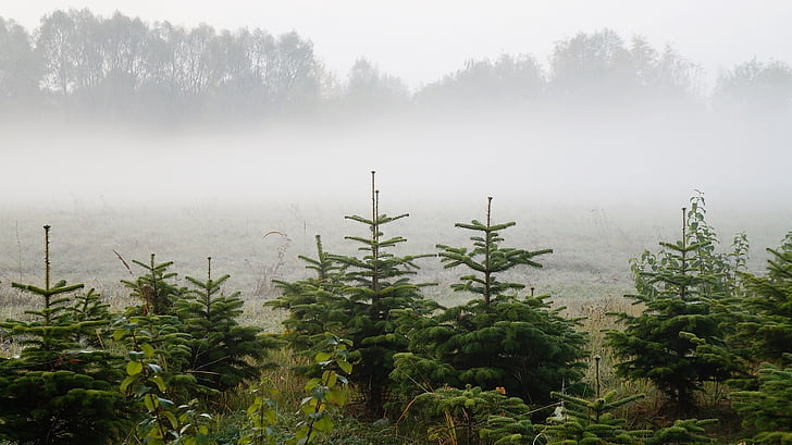landscape, nature, christmas tree, spruce, the fog, view