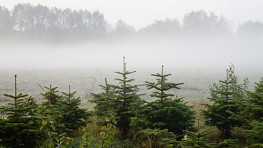 風景, 自然, クリスマス ツリー, スプルース, 霧の中, ビュー