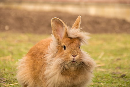 hare, rabbit, lion head, cute, fur, animal, sweet