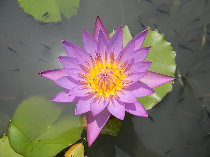 цвете, Nymphaea, водна лилия, природата, Lotus водна лилия, езерото, растителна
