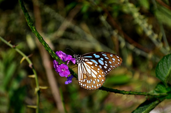 blue tiger butterfly, butterfly, flower, insect, blue tiger, tirumala limniace, nature