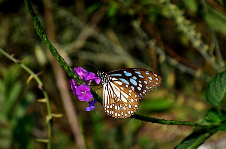 블루 타이거 나비, 나비, 꽃, 곤충, 블루 타이거, tirumala limniace, 자연
