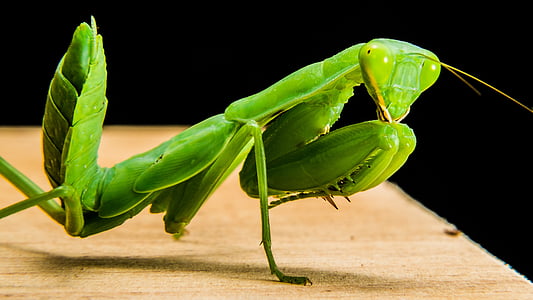 螳螂, 蝗虫, 绿色, 关闭