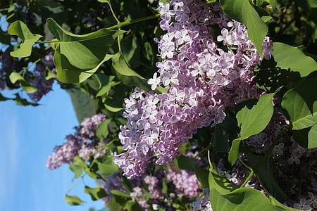 lilac, purple flower, violet, plant, spring, lilac branch