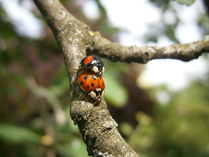Ladybug, Lucky farmec, insectă, Gândacul, asocierea, reproducere, sex