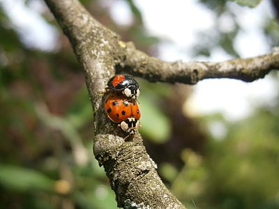 ladybug, lucky charm, insect, beetle, pairing, reproduction, sex