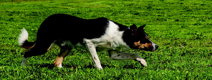 fronteira, Collie, cão, border collie, Rough collie, animal de estimação, animal