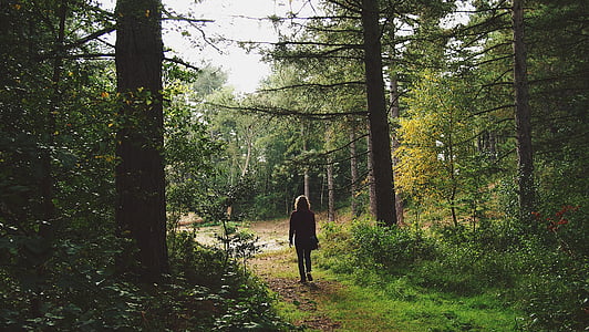ο άνθρωπος, το περπάτημα, το ταξίδι, δάσος, με τα πόδια, Πάρκο, περιπέτεια