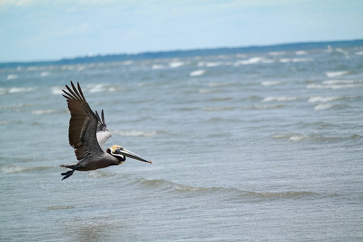 Australski, Pelikan, leti, more, preko dana, životinja, ptica