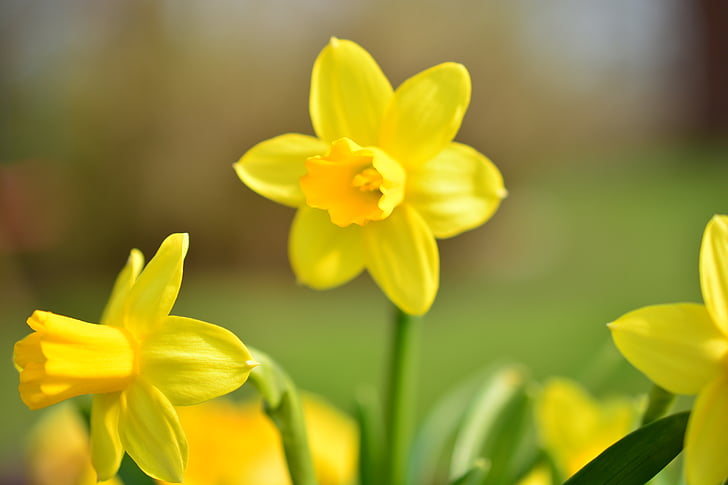 Narcissus, Daffodil, blomma, Blossom, Bloom, gul, våren