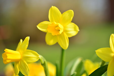 Narciso, Narciso, flor, flor, floración, amarillo, primavera