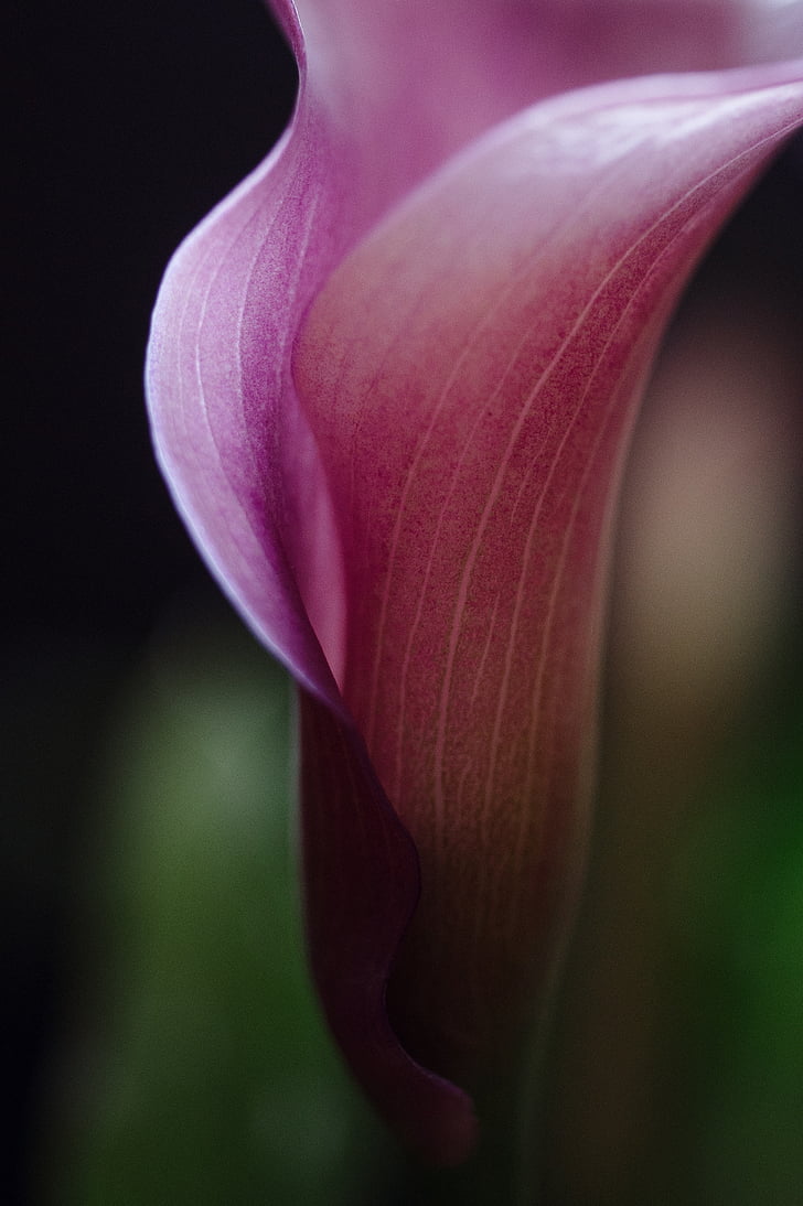 calla lilly, flower, blossom, calla, lilly, growth, natural