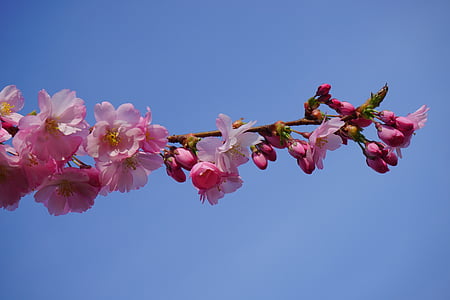 japanese cherry trees, flowers, pink, branch, japanese flowering cherry, ornamental cherry, japanese cherry