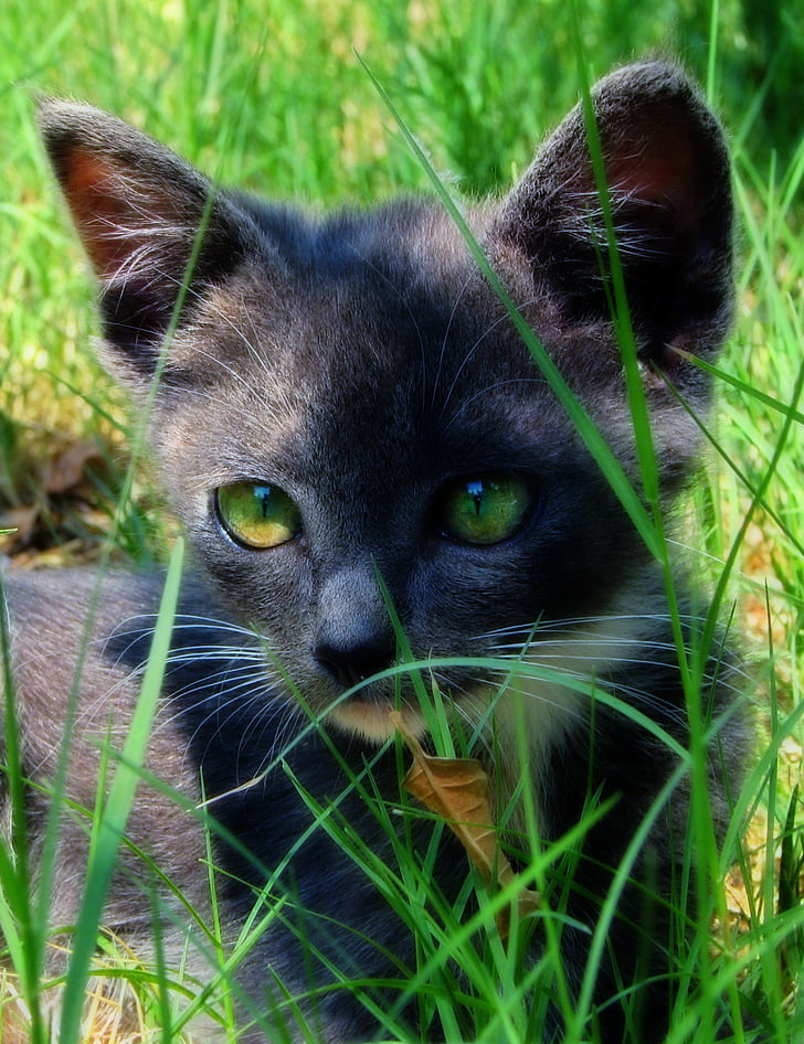katė, žolės, žalia, naminių gyvūnėlių, kačių, katytė, vasaros