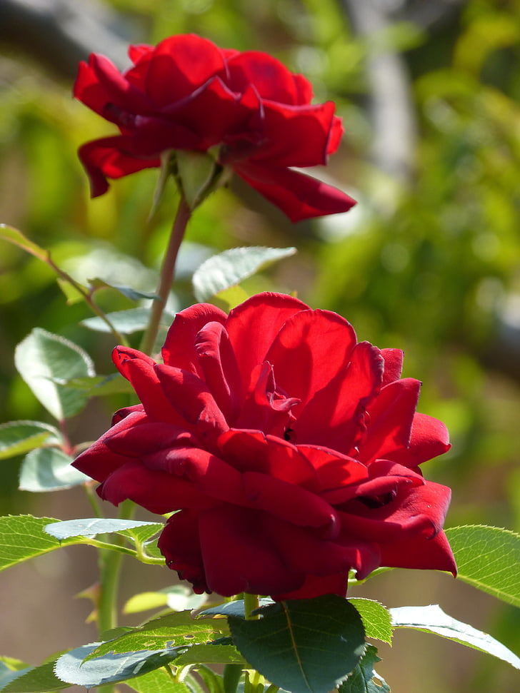 Rose, fiore, bellezza, pianta, natura, rosso, rosa - fiore
