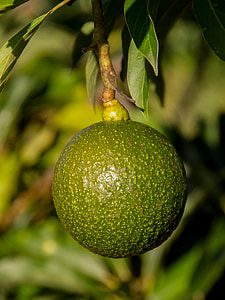 reed avocado, round, avocado, reed, health, fruit, green