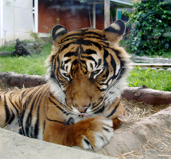 tiger, feline, predators, happy, washing, licking, cat