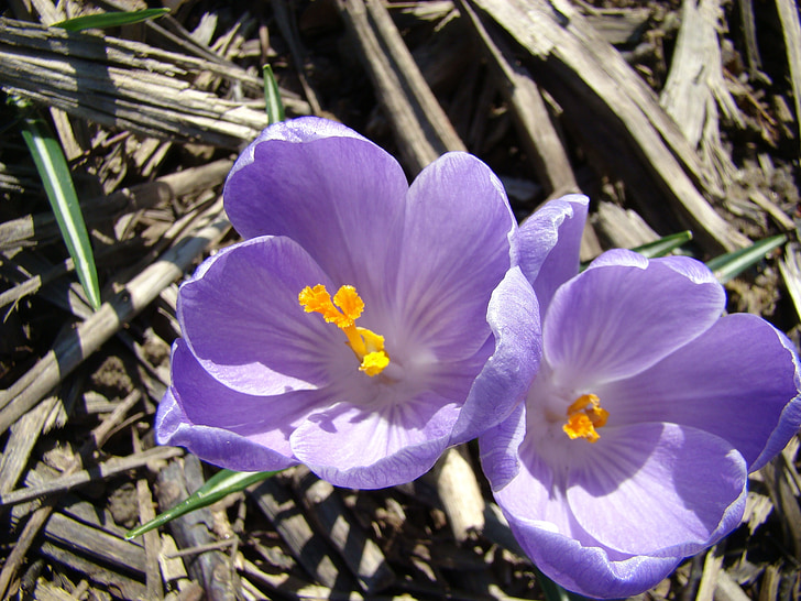 花, 紫罗兰色, 春天, 花香