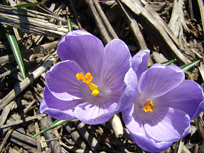 fleurs, violet, printemps, floral