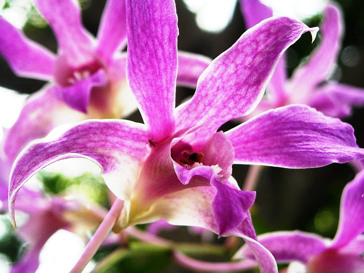 Orchid, bloemen, paars