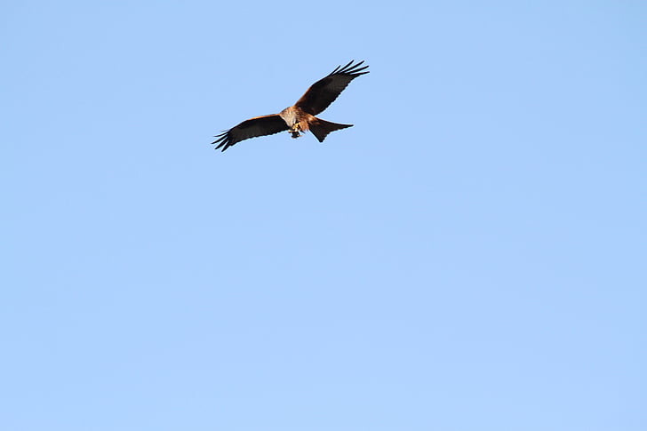 κόκκινο kite, Raptor, πτήση, αρπακτικά, γεράκι, πουλί, άγρια φύση