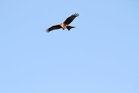 red kite, raptor, flight, prey, hawk, bird, wildlife