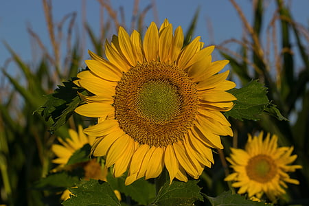 Sun flower, léto, slunce, kompozity, květ, Bloom, žlutá