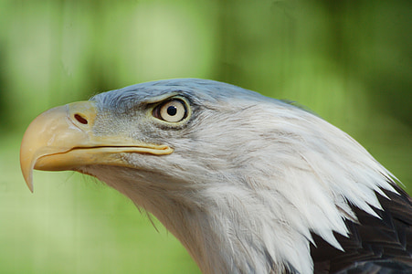 eagle, bird, nature, natural, american, raptor, wildlife