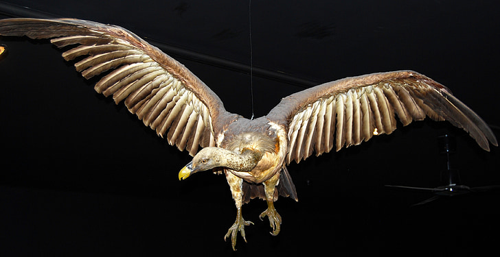 condor, bird of prey, museum, natural history, verona