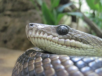 snake, eye, close, macro, reptile, terrarium, scale